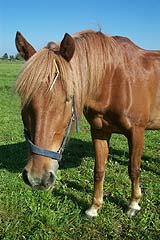 Kopf eines Ponys vom Pferdehof Falkenberg
